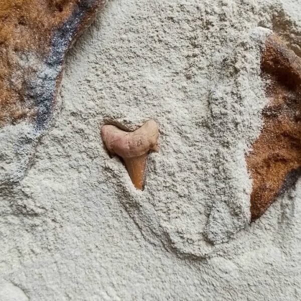 Screenshot_20250303_130703_Instagram Dente de Otodus Obliquus