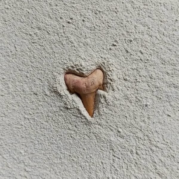 Screenshot_20250303_130720_Instagram Dente de Otodus Obliquus