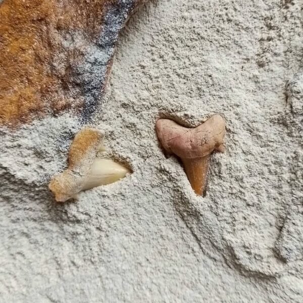 Screenshot_20250303_130740_Instagram Dente de Otodus Obliquus