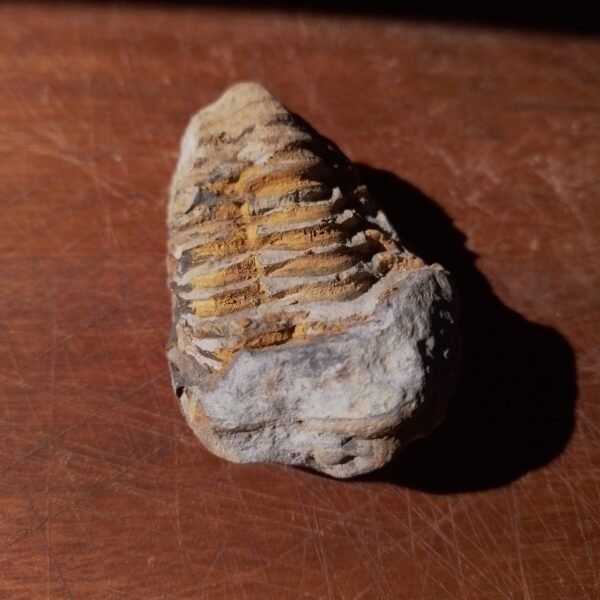 Fóssil de Trilobita M