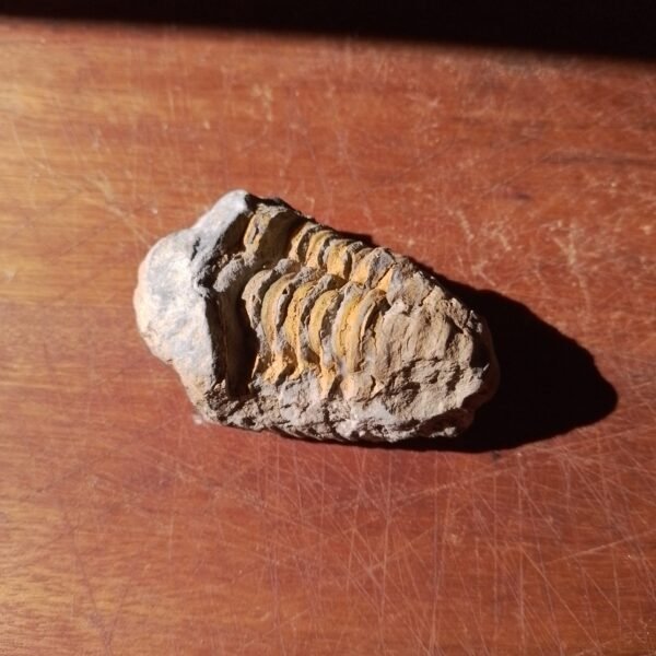 Fóssil de Trilobita M