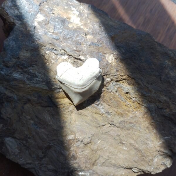 20260324_140128 Dente de Tubarão Corvo