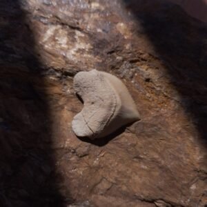 Dente de Tubarão Corvo