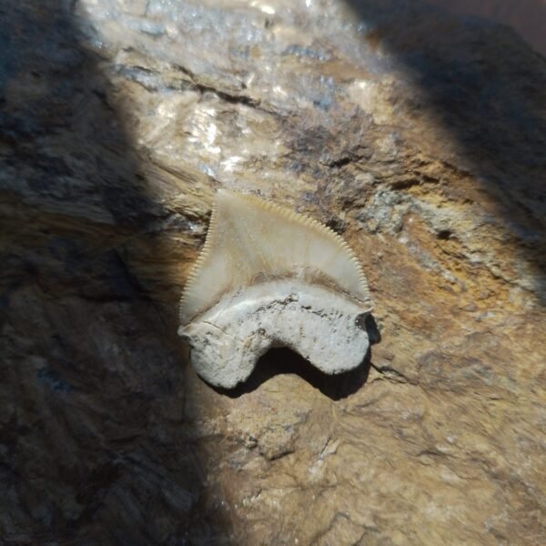 20260324_140223 Dente de Tubarão Corvo